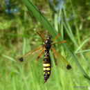 Crane fly sp. Ctenophora festiva