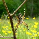 Wasp Spider (Argiope bruennichi)