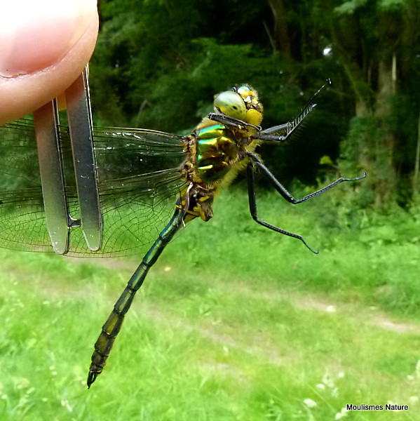 Brilliant Emerald (Somatochlora metallica) M