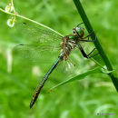 Brilliant Emerald (Somatochlora metallica) M, Cordulie métallique