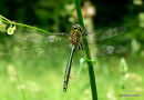 Brilliant Emerald (Somatochlora metallica) M
