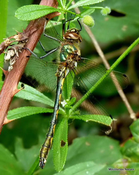 Orange-spotted Emerald (Oxygastra curtisii) M-Imm