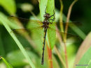 Orange-spotted Emerald (Oxygastra curtisii) F