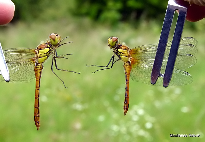 Common/Ruddy Darters (Sympetrum striolatum/sanguineum) M-Imms