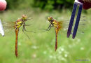 Common/Ruddy Darters (Sympetrum striolatum/sanguineum) M-Imms