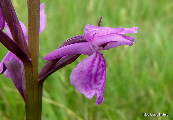 Brenne Orchid (Dactylorhiza brennensis)