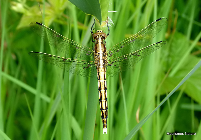 White-tailed Skimmer (Orthetrum albistylum) F