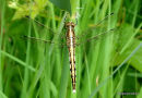 White-tailed Skimmer (Orthetrum albistylum) F