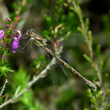 Scarce Emerald (Lestes dryas) F
