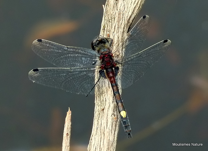 Large White-faced Darter (Leucorrhinia pectoralis) M