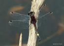 Large White-faced Darter (Leucorrhinia pectoralis) M