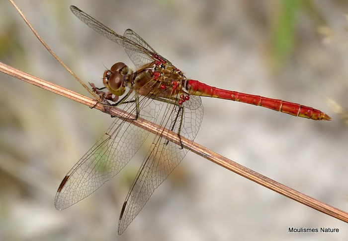 Southern Darter (Sympetrum meridionale) M