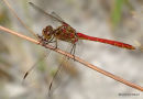Southern Darter (Sympetrum meridionale) M