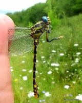 Blue-eyed Hooktail (Onychogomphus uncatus) M