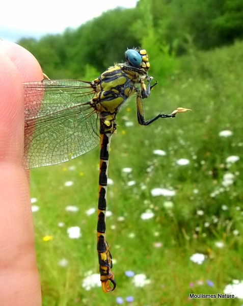 Blue-eyed Hooktail (Onychogomphus uncatus) M