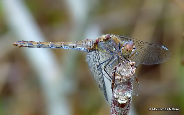 Common Darter (Sympetrum striolatum) F