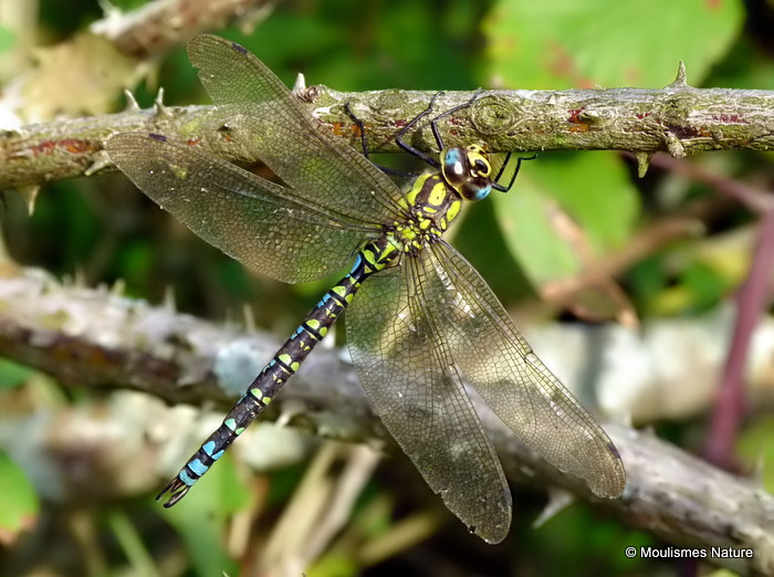 Southern Hawker (Aeshna cyanea) M