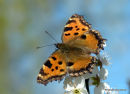 Large Tortoiseshell (Nymphalis polychloros)