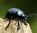 Bloody-nosed Beetle (Timarcha tenebricosa)