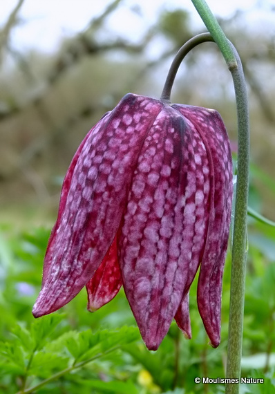 <em>Fritillaria meleagris</em>