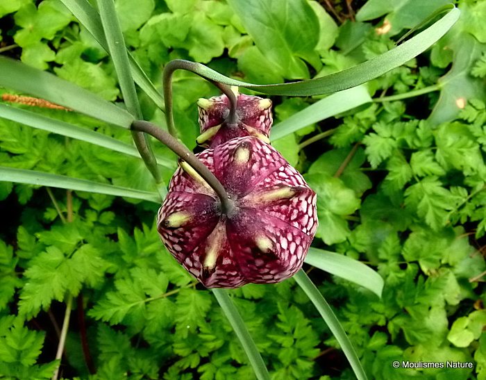 <em>Fritillaria meleagris</em>