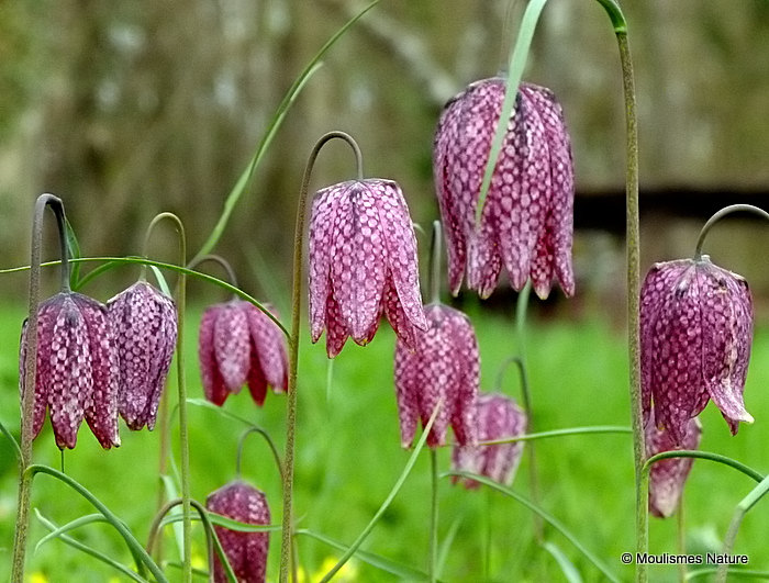 <em>Fritillaria meleagris</em>