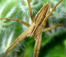 Nursery Web Spider (Pisaura mirabilis)