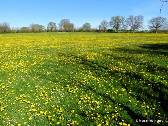 Taraxacum officinale, Dandelion