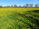 Taraxacum officinale, Dandelion