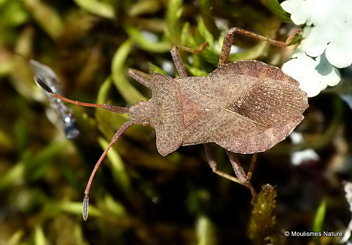 Dock Bug (Coreus marginatus)