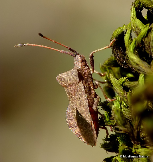 Dock Bug (Coreus marginatus)