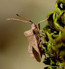 Dock Bug (Coreus marginatus)