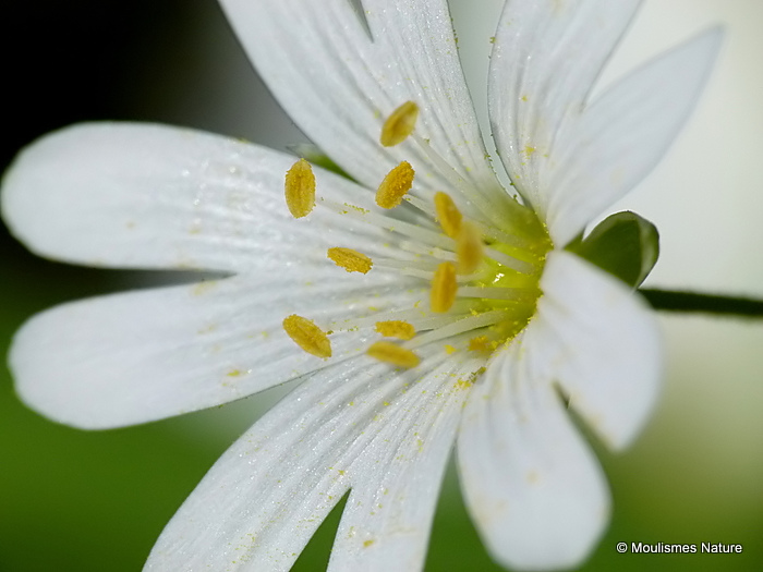 Stellaria holostea, Greater Stitchwort