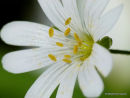 Stellaria holostea, Greater Stitchwort