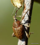 Acorn Weevil (Curculio venosus)