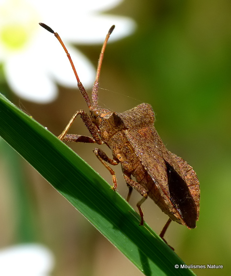 Dock Bug (Coreus marginatus)