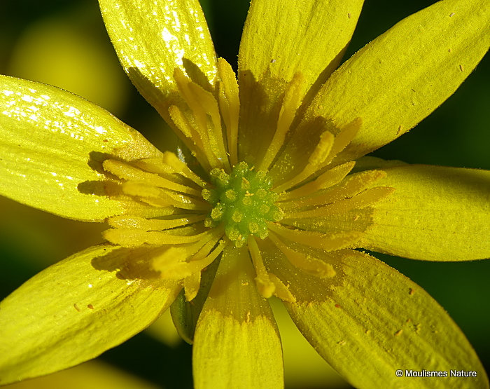 Ranunculus ficaria, Lesser Celandine