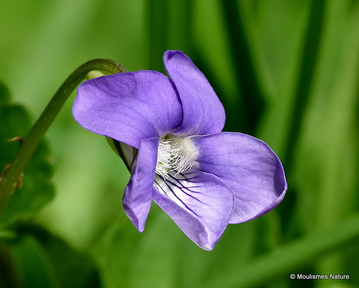 Viola riviniana, Common Dog-violet
