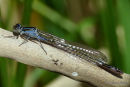 Blue-tailed Damselfly (Ischnura elegans) F-Imm/ten
