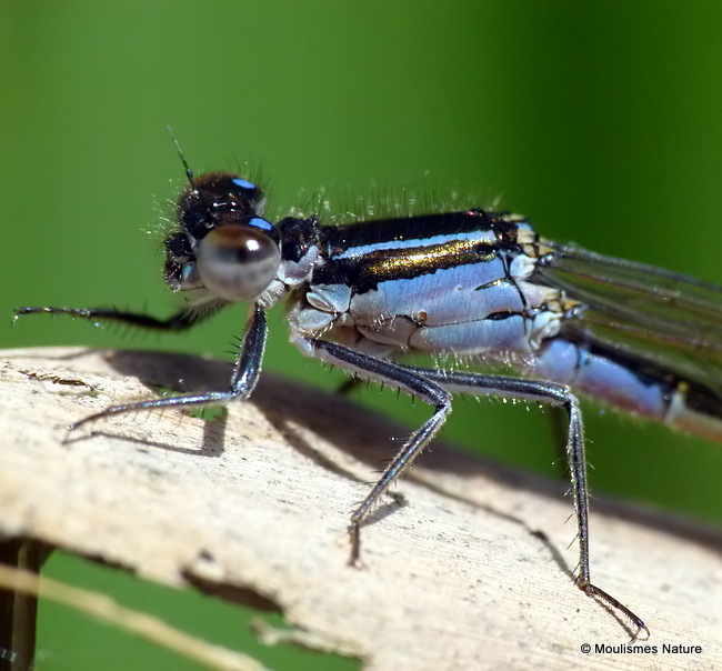 Blue-tailed Damselfly (Ischnura elegans) F-Imm/ten