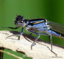 Blue-tailed Damselfly (Ischnura elegans) F-Imm/ten