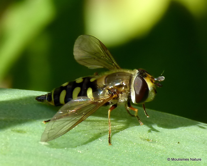 Scaeva selenitica/S. dignota