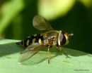 Scaeva selenitica/S. dignota
