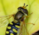 Scaeva selenitica/S. dignota