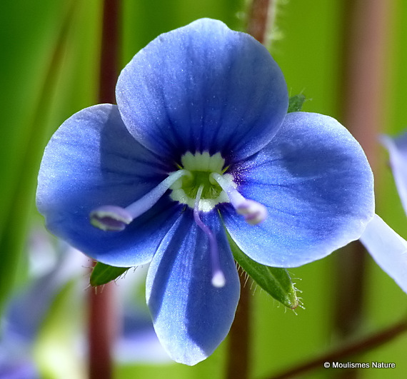 Veronica chamaedrys, Germander Speedwell
