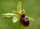Early Spider Orchid (Ophrys sphegodes)