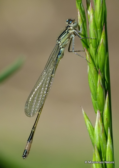 Blue-tailed Damselfly (Ischnura elegans) M-ten