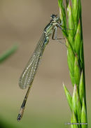 Blue-tailed Damselfly (Ischnura elegans) M-ten