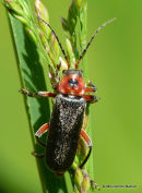 Rustic Sailor Beetle (Cantharis rustica)