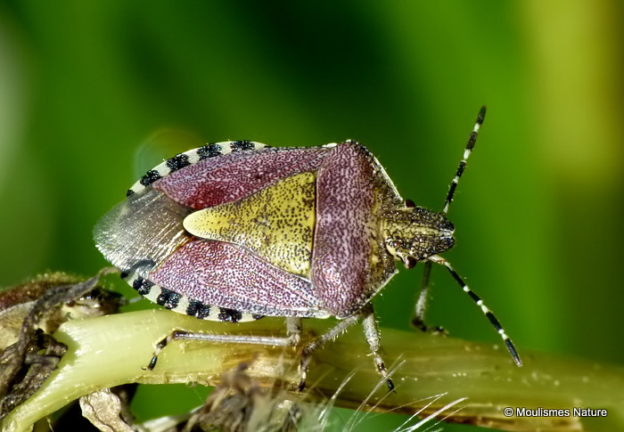 Hairy Shieldbug, Sloe Bug (Dolycoris baccarum)